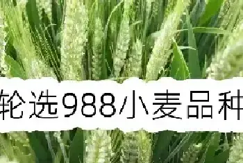 轮选988小麦品种介绍