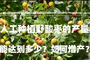 人工种植野酸枣的产量能达到多少？如何增产？