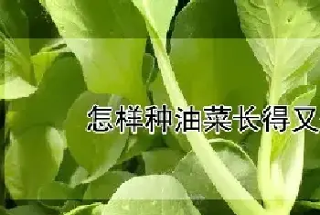 怎样种油菜长得又快又好