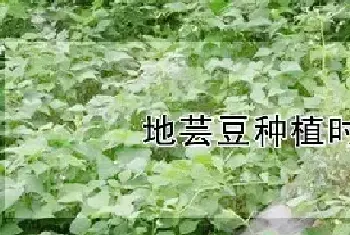 地芸豆种植时间