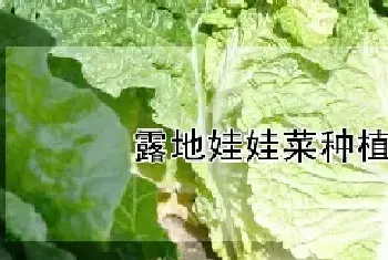 露地娃娃菜种植时间