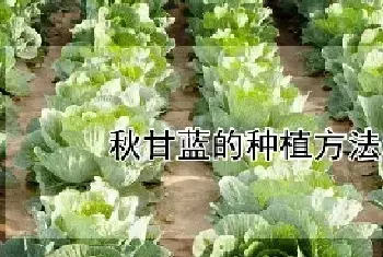 秋甘蓝的种植方法和时间