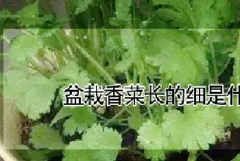 盆栽香菜长的细是什么原因