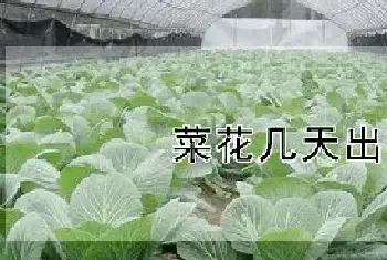 菜花几天出苗