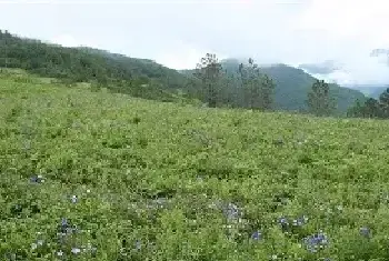 桔梗的田间管理技术