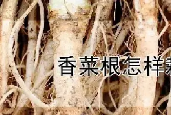 香菜根怎样栽培