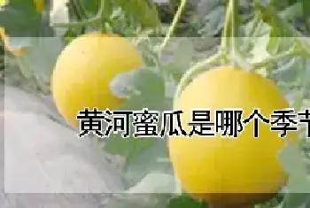 黄河蜜瓜是哪个季节的水果