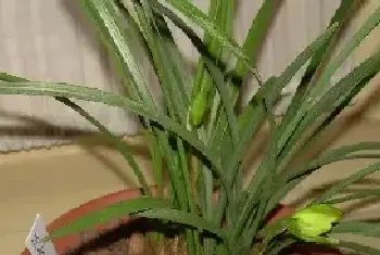 兰花种植技术 兰花的种植方法是什么？