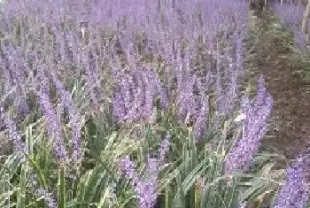 麦冬种植时间 麦冬生长周期