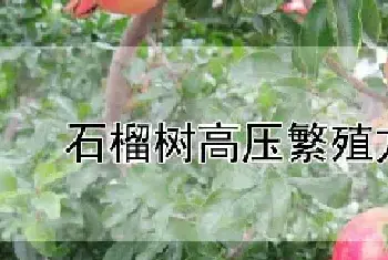 石榴树高压繁殖方法