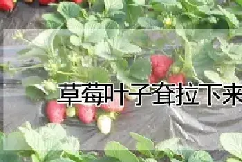 草莓叶子耷拉下来怎么办