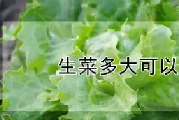 生菜多大可以移栽