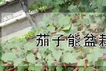 茄子能盆栽吗