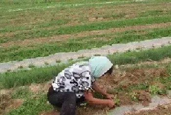 芝麻种植技术及管理措施