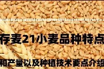 存麦21小麦品种特点和产量以及种植技术要点介绍