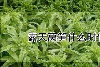 露天莴笋什么时候播种