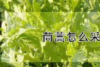 茼蒿怎么采收