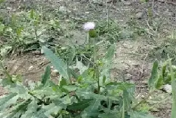 刺儿菜的生长环境