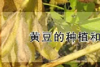 黄豆的种植和管理