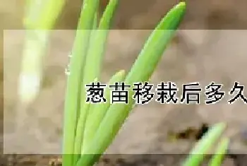 葱苗移栽后多久浇水