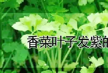 香菜叶子发紫的原因