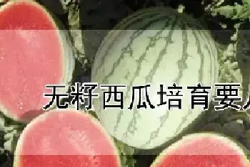 无籽西瓜培育要几年