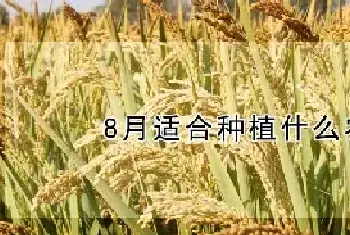 8月适合种植什么农作物