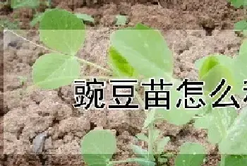 豌豆苗怎么移栽