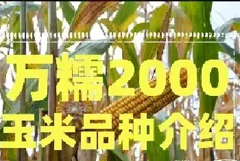 种植万糯2000玉米时要注意什么？万糯2000玉米品种介绍