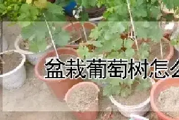 盆栽葡萄树怎么修剪