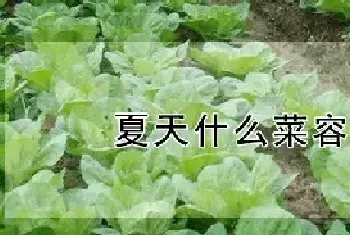 夏天什么菜容易种