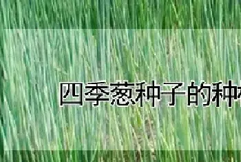 四季葱种子的种植方法