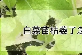 白菜苗枯萎了怎么办