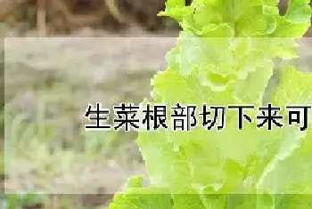 生菜根部切下来可以种吗