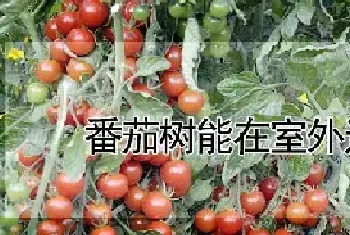 番茄树能在室外过冬吗