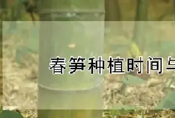 春笋种植时间与要求