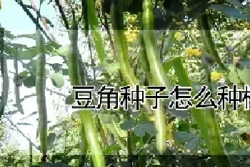 豆角种子怎么种植方法