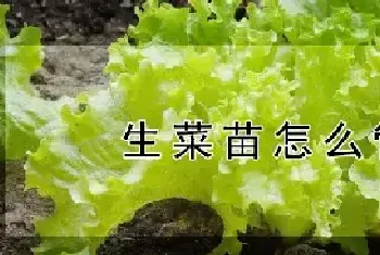 生菜出苗后怎么浇水