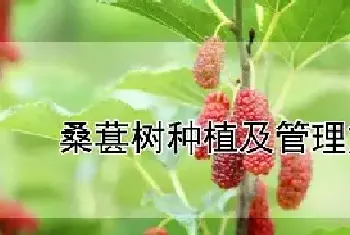 桑葚树种植及管理方法