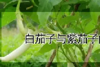 白茄子与紫茄子的区别