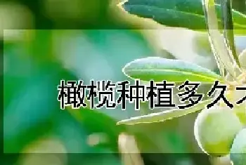 橄榄种植多久才结果