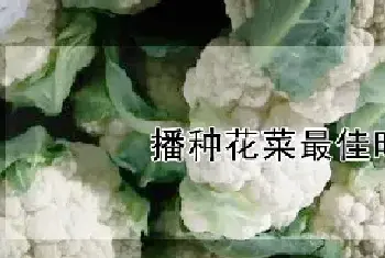 播种花菜最佳时间