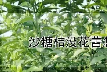 沙糖桔没花蕾怎么办