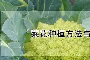 菜花种植方法与时间