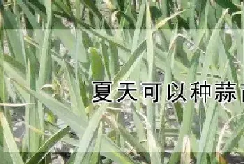 夏天可以种蒜苗吗