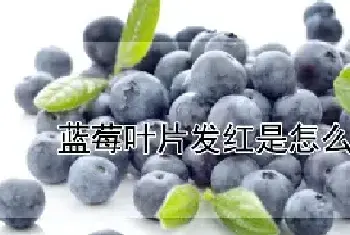 蓝莓叶片发红是怎么回事