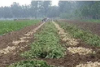 马铃薯科学种植技术