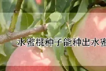 水蜜桃种子能种出水蜜桃吗