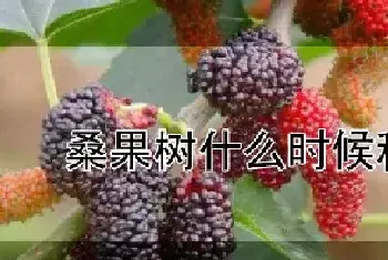 桑果树什么时候种植