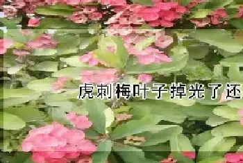 虎刺梅叶子掉光了还能活吗